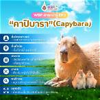 เช็กซี่บาคาร่า